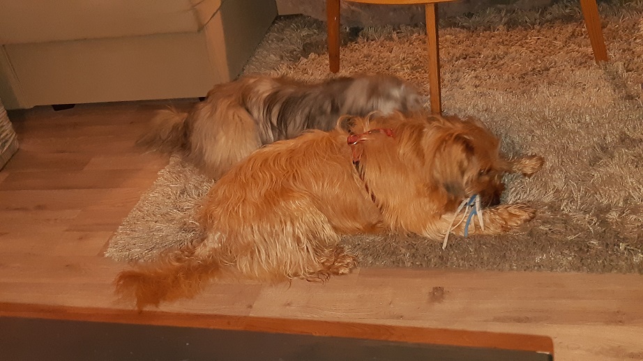 Obermaiselstein 2019 (18)